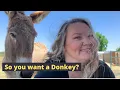 Should I buy a donkey 15 things you need to consider before getting a donkey