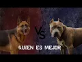 Pitbull vs German Shepherd Which One Is Better