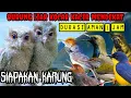 Download Lagu suara pikat burung kecil prenjak call starter dan kutilang ribut mix sogon paling ampuh durasi 1jam