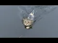 Download Lagu “Come here, I’ll take care of you.”The stray kitten jumped into the river and swam straight to me