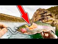 Download Lagu These Savage Fish are DESTROYING the Trout Population!! (I caught them)