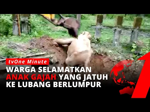 Dramatis! Detik-detik Penyelamatan Gajah yang Terperosok ke Lubang Berlumpur | tvOne Minute