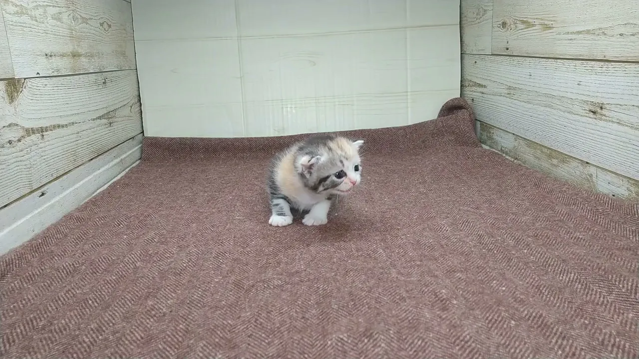動画