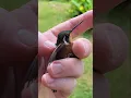 Download Lagu Colibrí 🇨🇷 Monteverde, Costa Rica