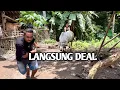Lagu LANGSUNG DEAL PEDET DARI PETERNAK