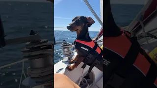 Four legged skipper and fly hunter at your service💁‍♀️🪰 #dog #sailor #sailing #boatlife #boat