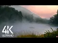 8HRS Gentle River and Cicadas Sounds and Birds Songs - 4K Morning Fog on the River Russia