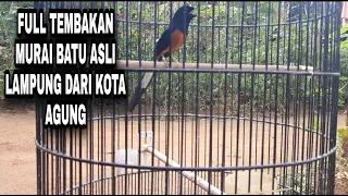 Download FULL TEMBAKAN MURAI BATU ENDEMIC DARI LAMPUNG ASLI KOTA AGUNG MP3