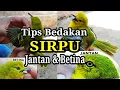 Download Lagu Cara Membedakan Cipow/Sirtu/Sirpu JANTAN \u0026 BETINA