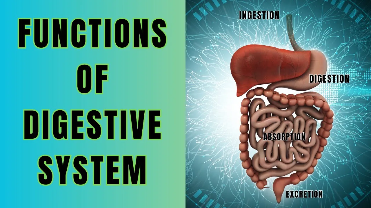 Functions of Digestive System || Ingestion, Digestion, Absorption and Excretion #biologyexams4u u