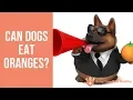 Can Dogs Eat Oranges