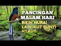 Download Lagu SUARA PANCINGAN MURAI BATU biar Emosi jadi NYAUT BUNYI GACOR BONGKAR  ISIAN | TERAPI MURAI BATU 