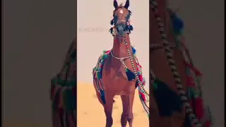 قصيده سعدون العواجي يوم يطلب بيه عياله عكاب وحجاب 