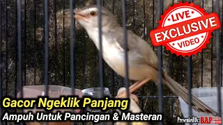 Download CIBLEK SAWAH GACOR DOR || PANCINGAN PRENJAK KLIK AGAR AGAR GACOR MP3