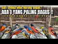Download Lagu GAK NYANGKA‼️TERNYATA DARI SEMUA JENIS MANTENAN, CUMA ADA 1 TERBAIK DAN LANGKA‼️
