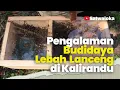 Download Lagu Pengalaman Budidaya Lebah Lanceng di Kalirandu
