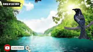 masteran srigunting 100 gacor cocok buat pikatan di alam bebas