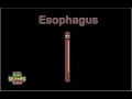Human Body Esophagus Song Human Body Systems