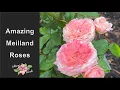 Two Amazing new introductions from Meilland with fragrance Ball Gown and Martha Stewart Zone 8a