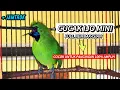 Download Lagu Cucak Ijo Mini - Jamtrok Nembak Isian Pancingan Agar Cepat Gacor