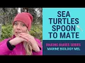 How sea turtles mate spooning is involved - Series