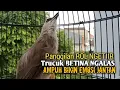 Trucuk BETINA memanggil Jantan Suara Birahi Ngecuplik 100% pancingan trucukan gacor agar BUNYI EMOSI