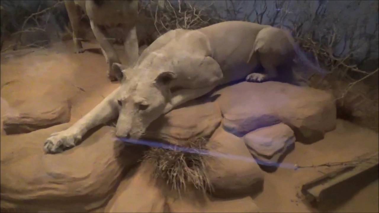 Man Eating Lions and other Celebrity Taxidermy at the Field Museum