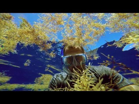 The Smog of the Sea (Trailer)