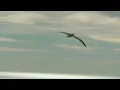 A Royal Albatross Can Fly for 13 Straight Months 👑 Into the Wild New Zealand | Smithsonian Channel