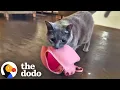 Download Lagu Cat's Favorite Things In The World Are Bras | The Dodo