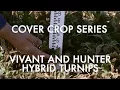 Download Lagu Vivant en Hunter Hybride Rapen: Noble Cover Crop Serie