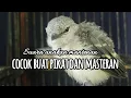 Download Lagu Suara anakan burung mantenan kecil