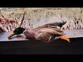 Mossy Pond Duck Hunt Georgia
