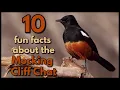 10 fun facts about the MOCKING CLIFF CHAT