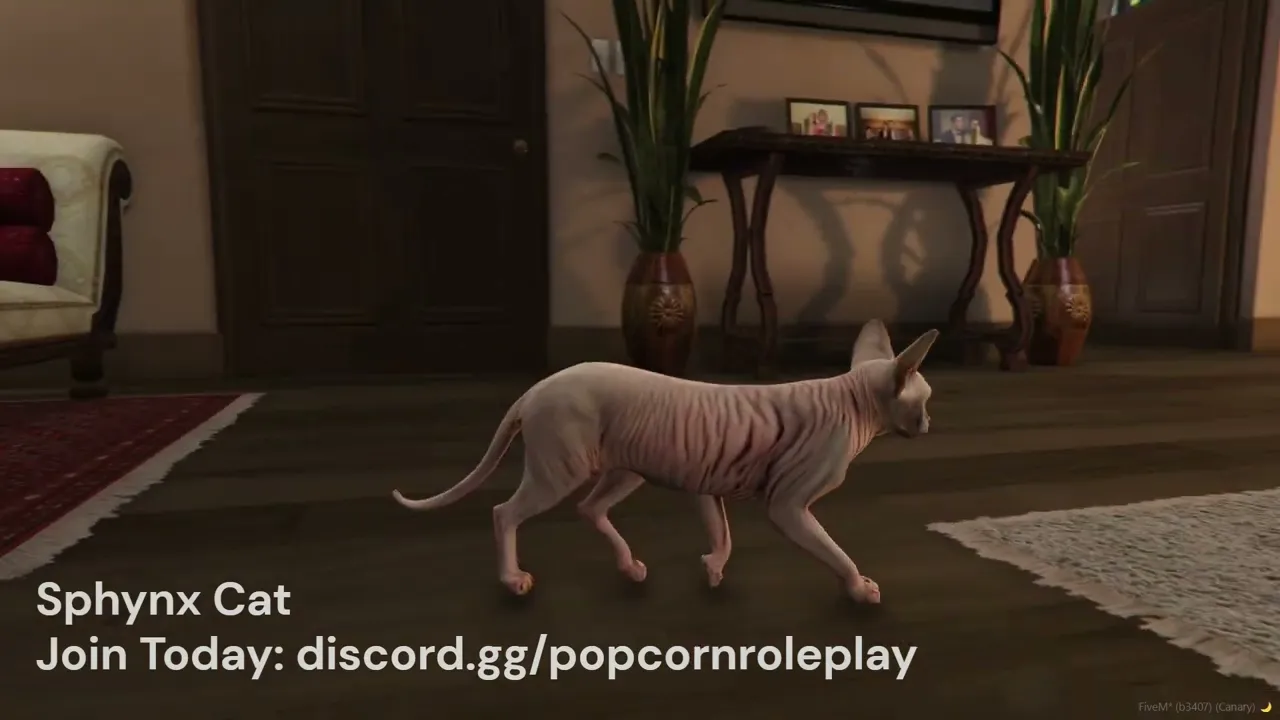 Sphynx Cat