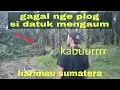 Lagu Aungan harimau menggetarkan jantung | fh88