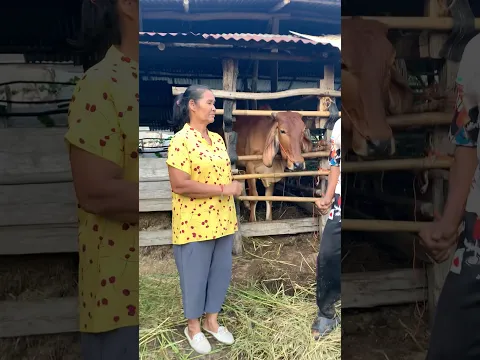 เพลงเก่าเพราะๆพ่อประยูรแม่ทองใบ