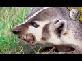DON T MESS with a Snarly Badger