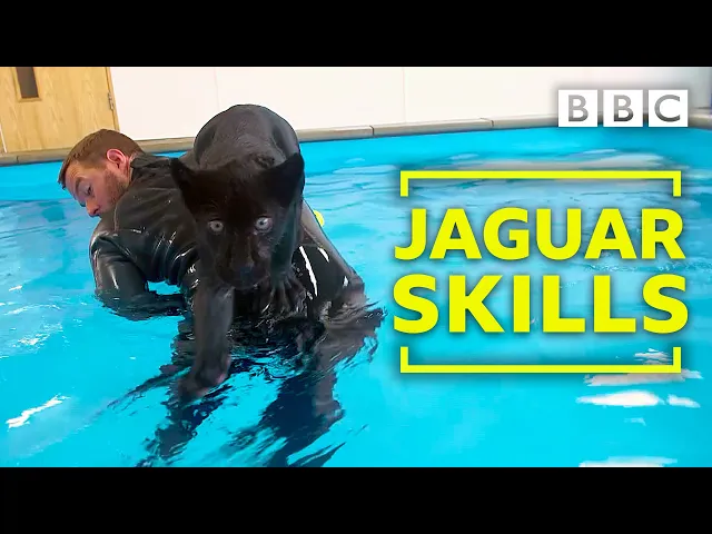 Baby Jaguar's very  first swim - Big Cats about the house - BBC Two