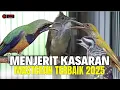 Lagu LIVE Cucak Cungkok Gacor ROLL SPEED DURASI - MASTERAN KOMBINASI Tembakan KASARAN PANJANG