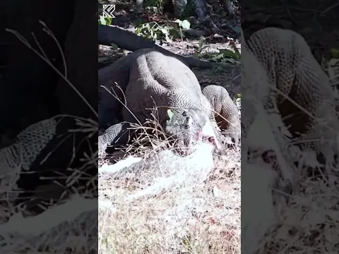 They don’t just take bites… they swallow it WHOLE! 🐐 #komodo #wildlifeshorts