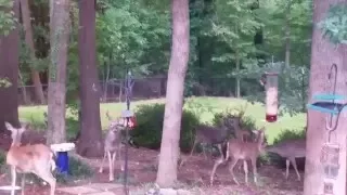 Feeding time
