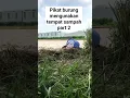 8 Januari 2024 pikat pented