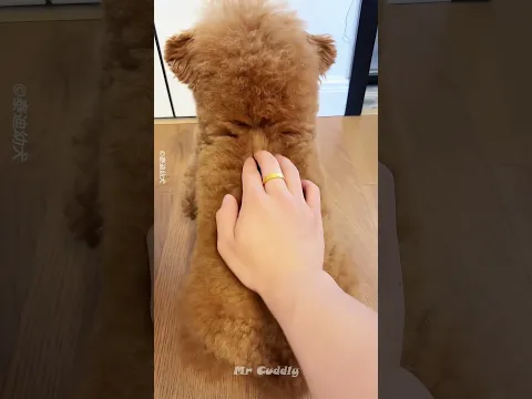 Sneaky Puppy 😆 Owner Gets Fooled!