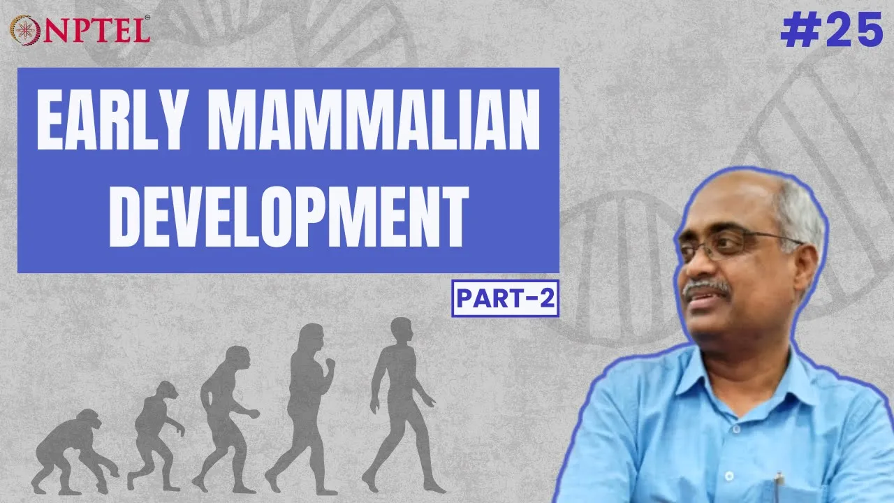 #25 Early Mammalian Development | Part 2 | Introduction to Developmental Biology