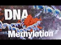 Lagu DNMT1, UHRF1, and the Secrets of Epigenetic DNA Methylation