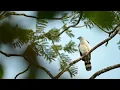 Download Lagu Grey Headed Kite on a windy day #nature #bird #wildlife #kite #wind #beautiful #cute HA15906