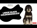 HUGE Muffins Goldendoodles Doodle Drop LIVE