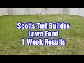Scotts Turf Builder Lawn Food - Lightly Watering In Then Watering Daily