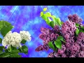 Download Lagu BEAUTIFUL SPRING MUSIC SERGEY GRISCHUK - MUSIC OF LOVE !